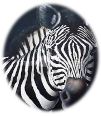 zebra